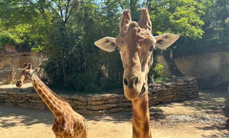 “Dejamos que los animales vivan lo más libremente posible”… ¿Por qué este zoológico francés es uno de los más éticos del mundo? “Dejamos que los animales vivan lo más libremente posible”… ¿Por qué este zoológico francés es uno de los más éticos del mundo?